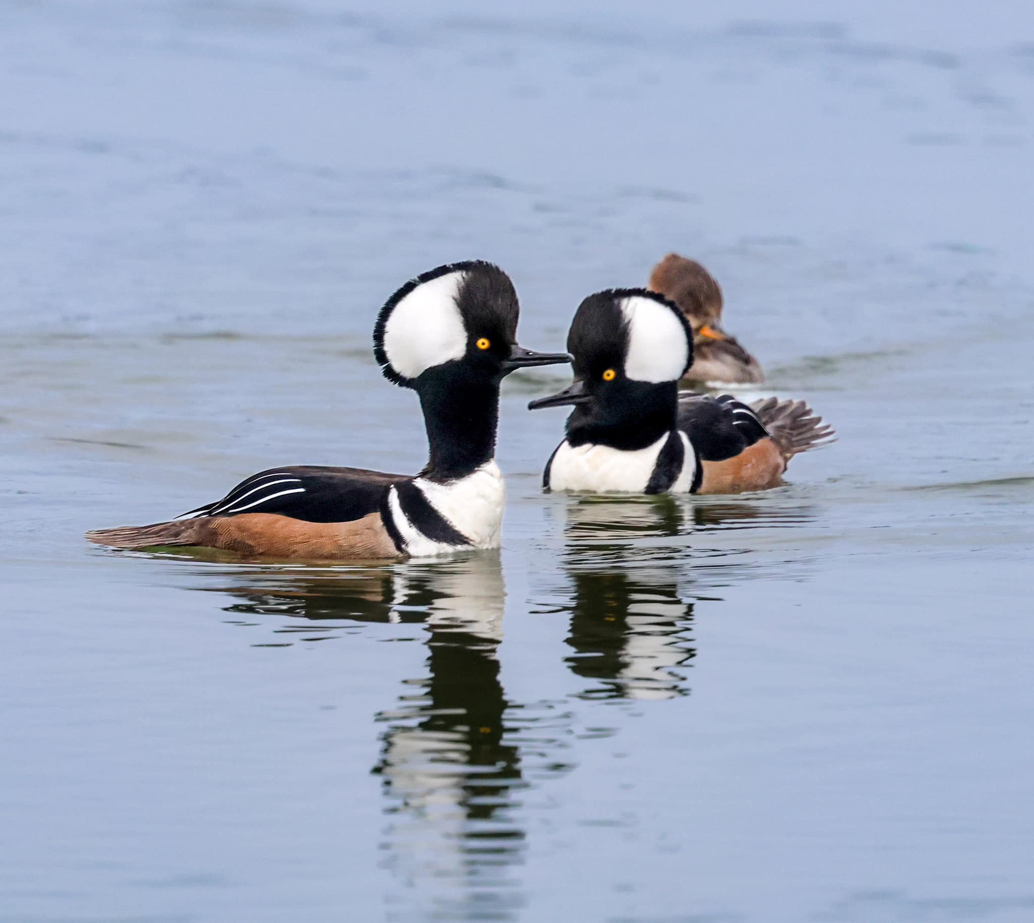 Two mergansers on the water