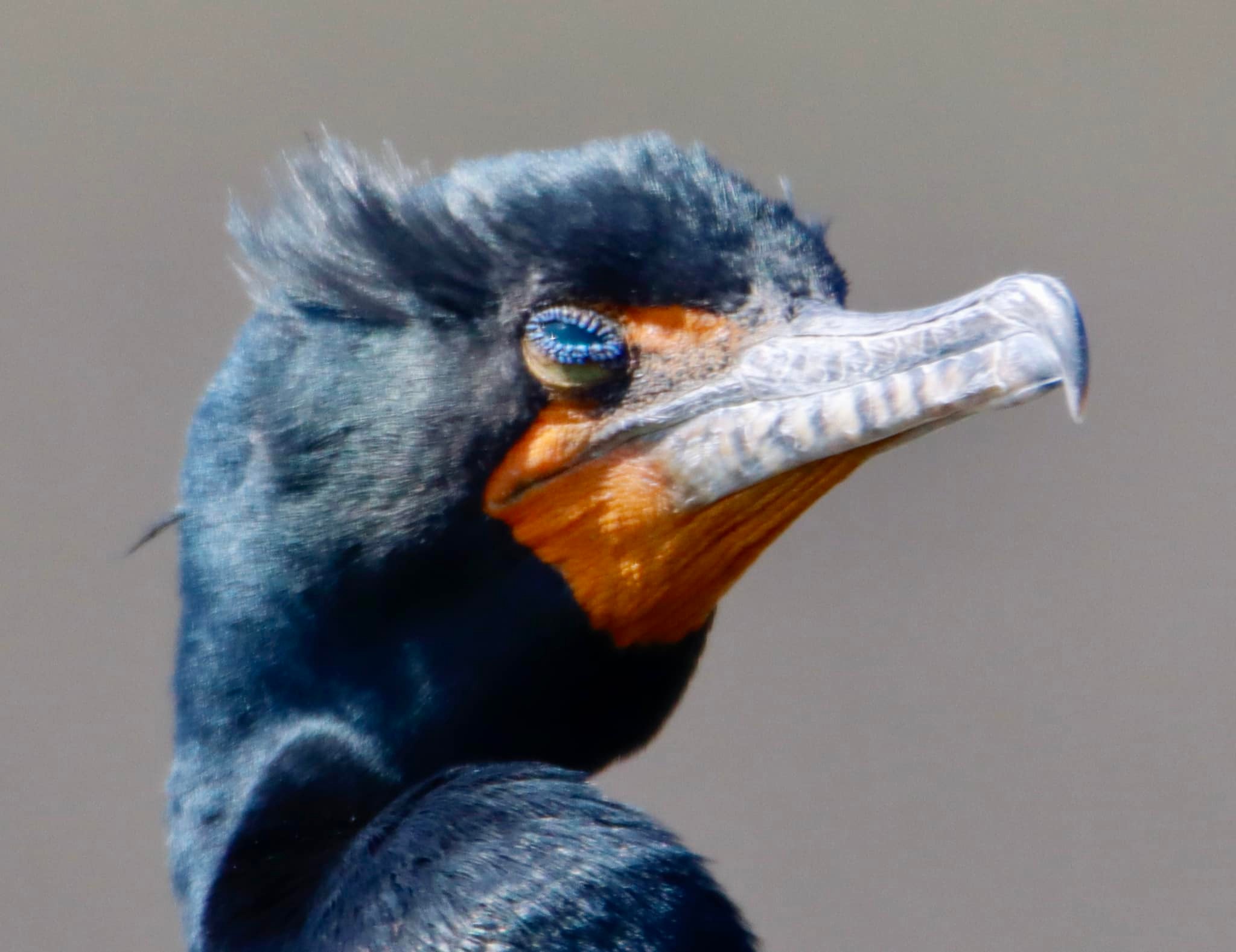 A cormorant