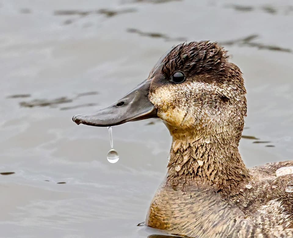 The face of a ruddy duck