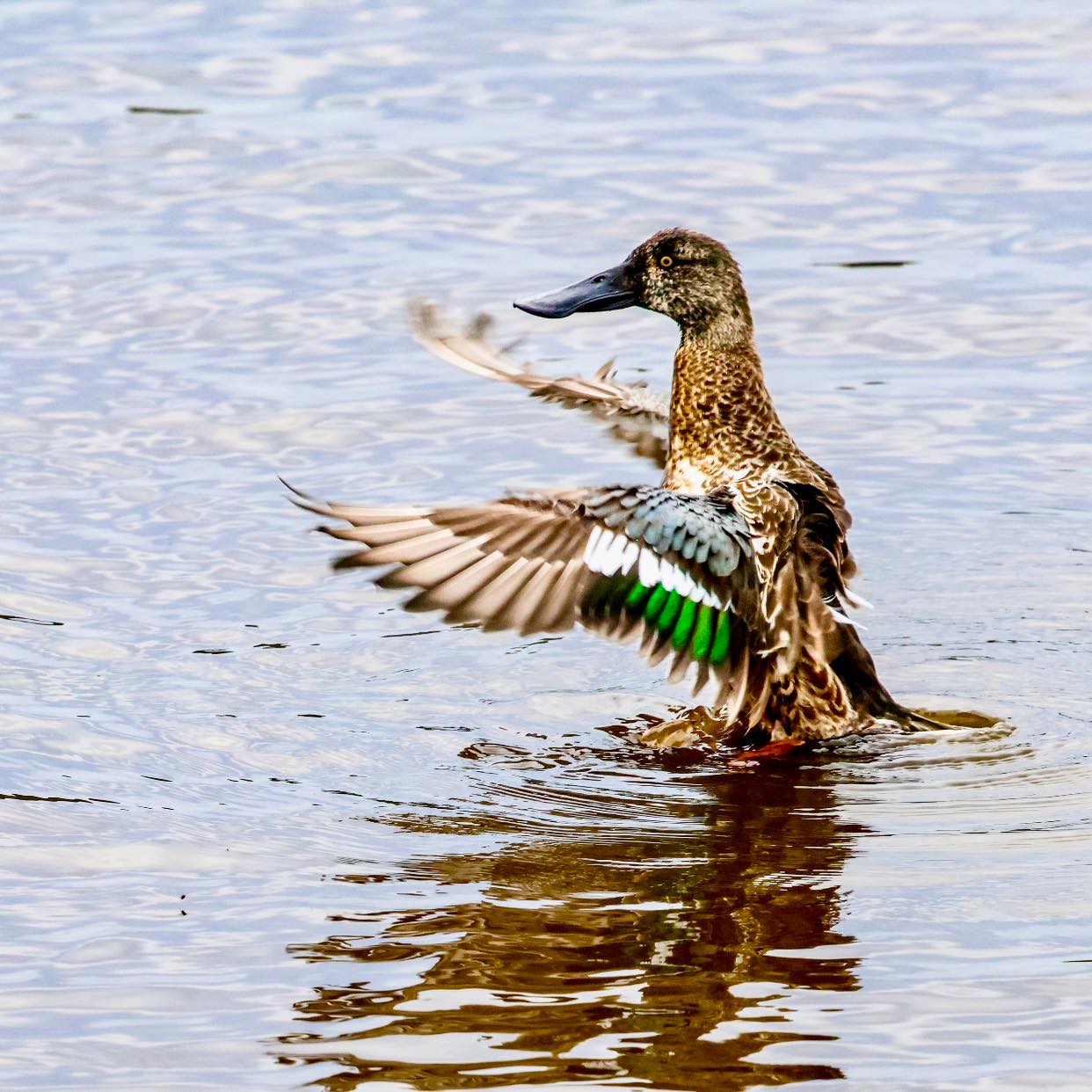 A duck flapping its wings in the water