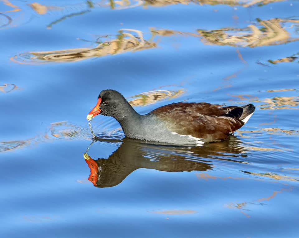 A duck on the water