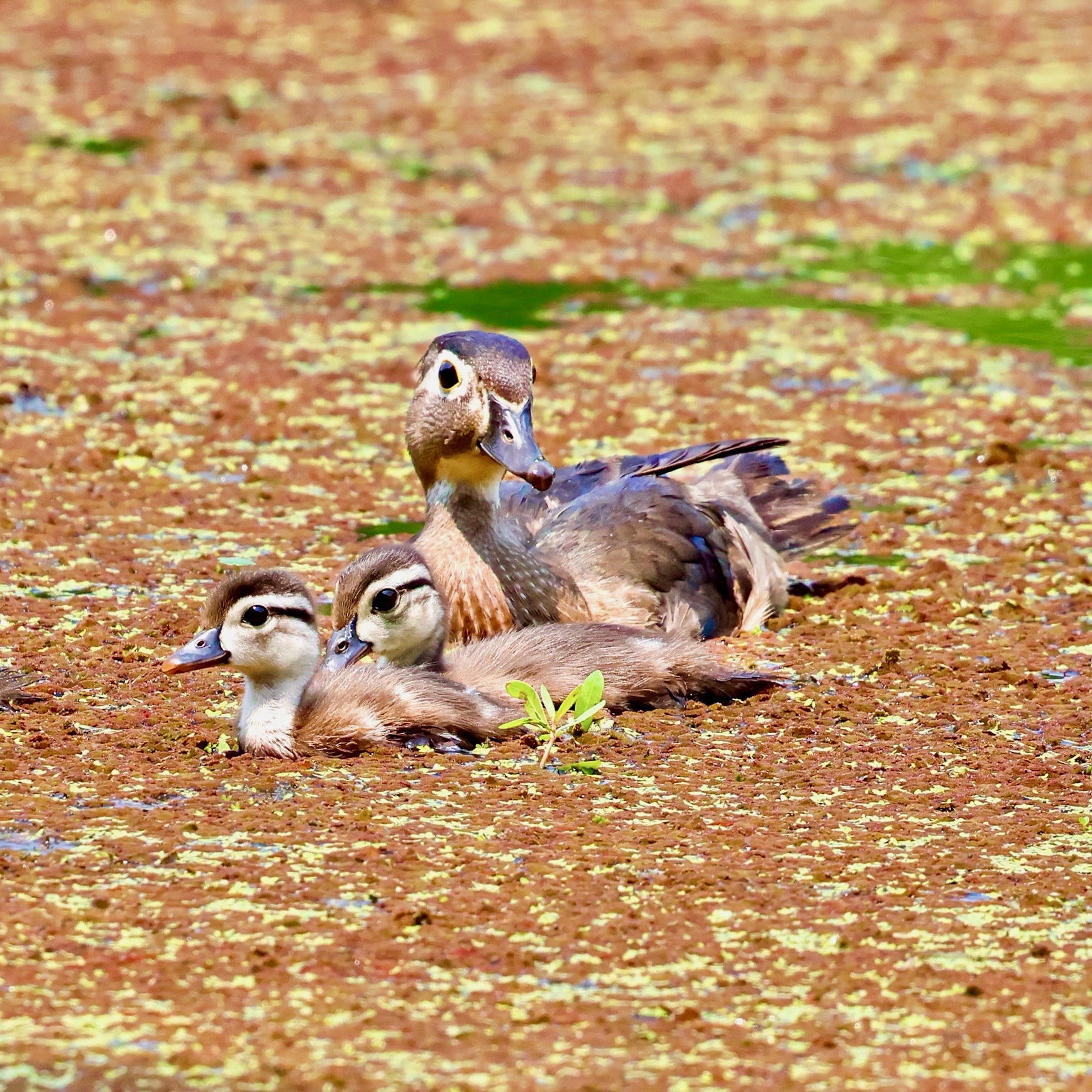 A wood duck on the water with her chicks