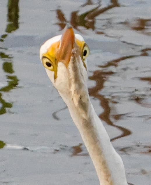 A great white egret's face
