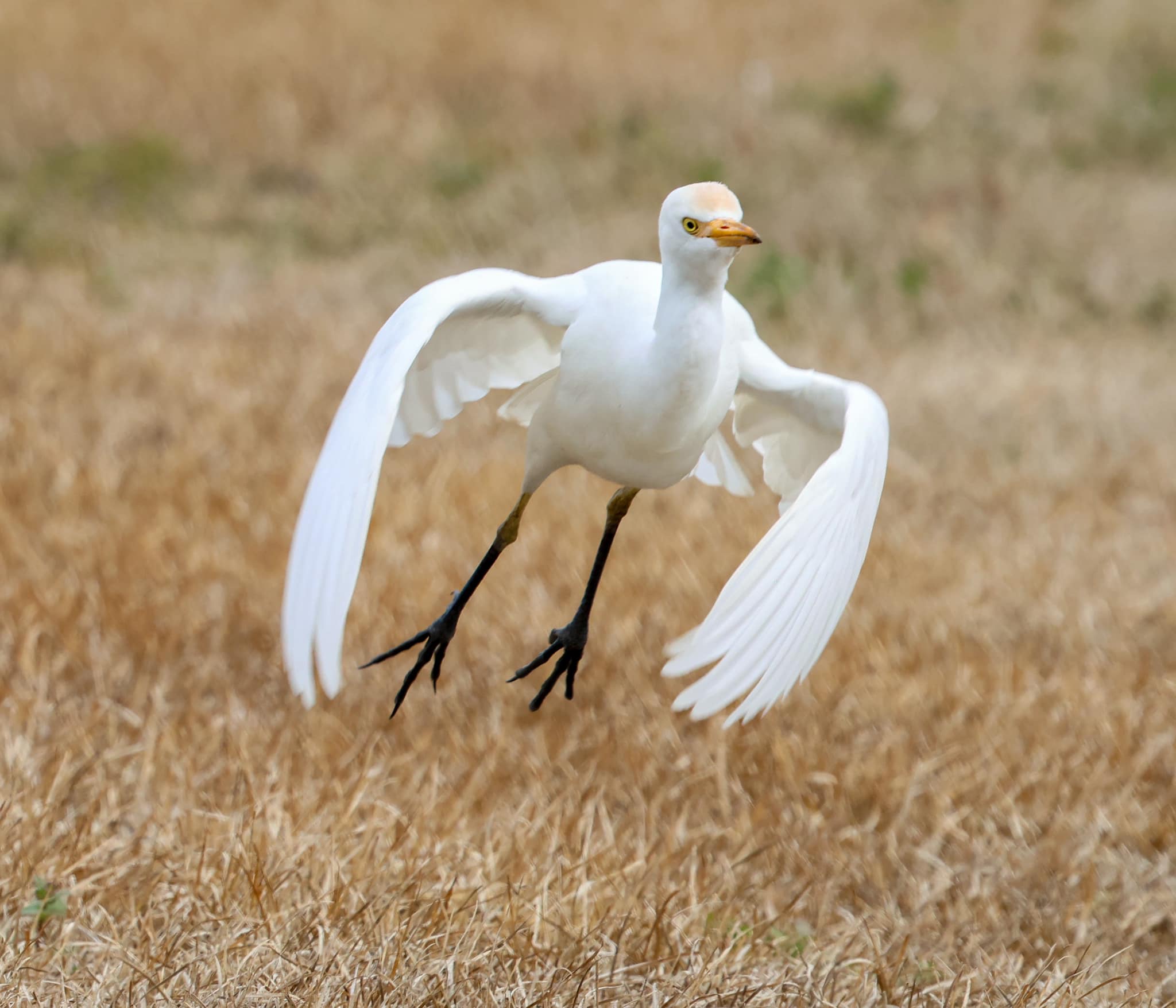 An cattle egret taking off from the ground