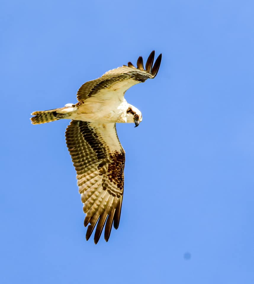 A bird in flight