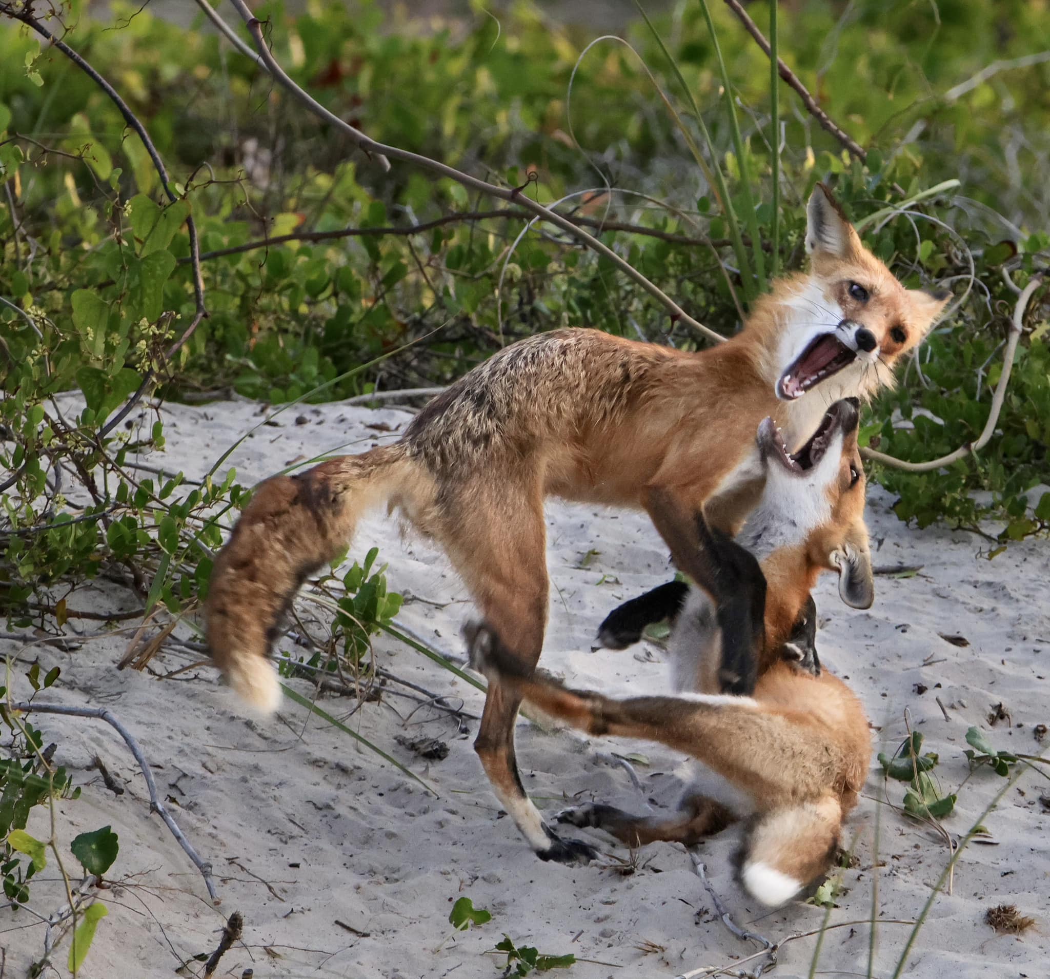 Two foxes playing in the sand