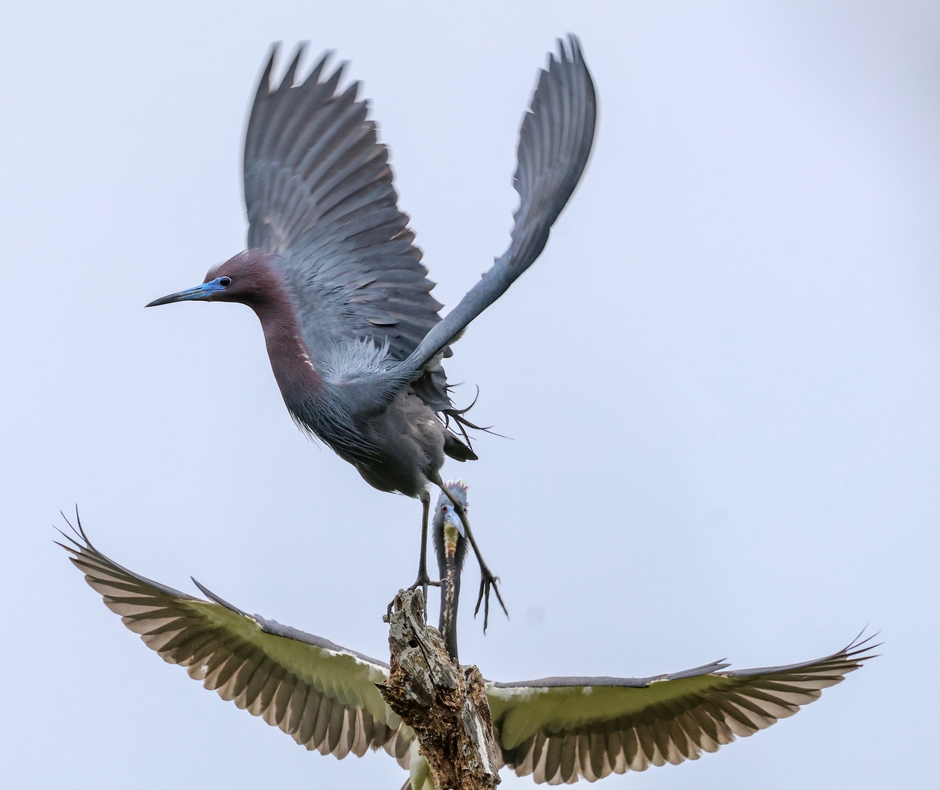 A little blue heron and a tricolored heron flying in behind it