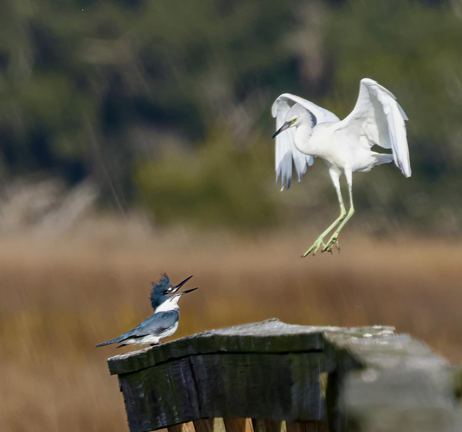 An egret and a kingfisher looking at eachother