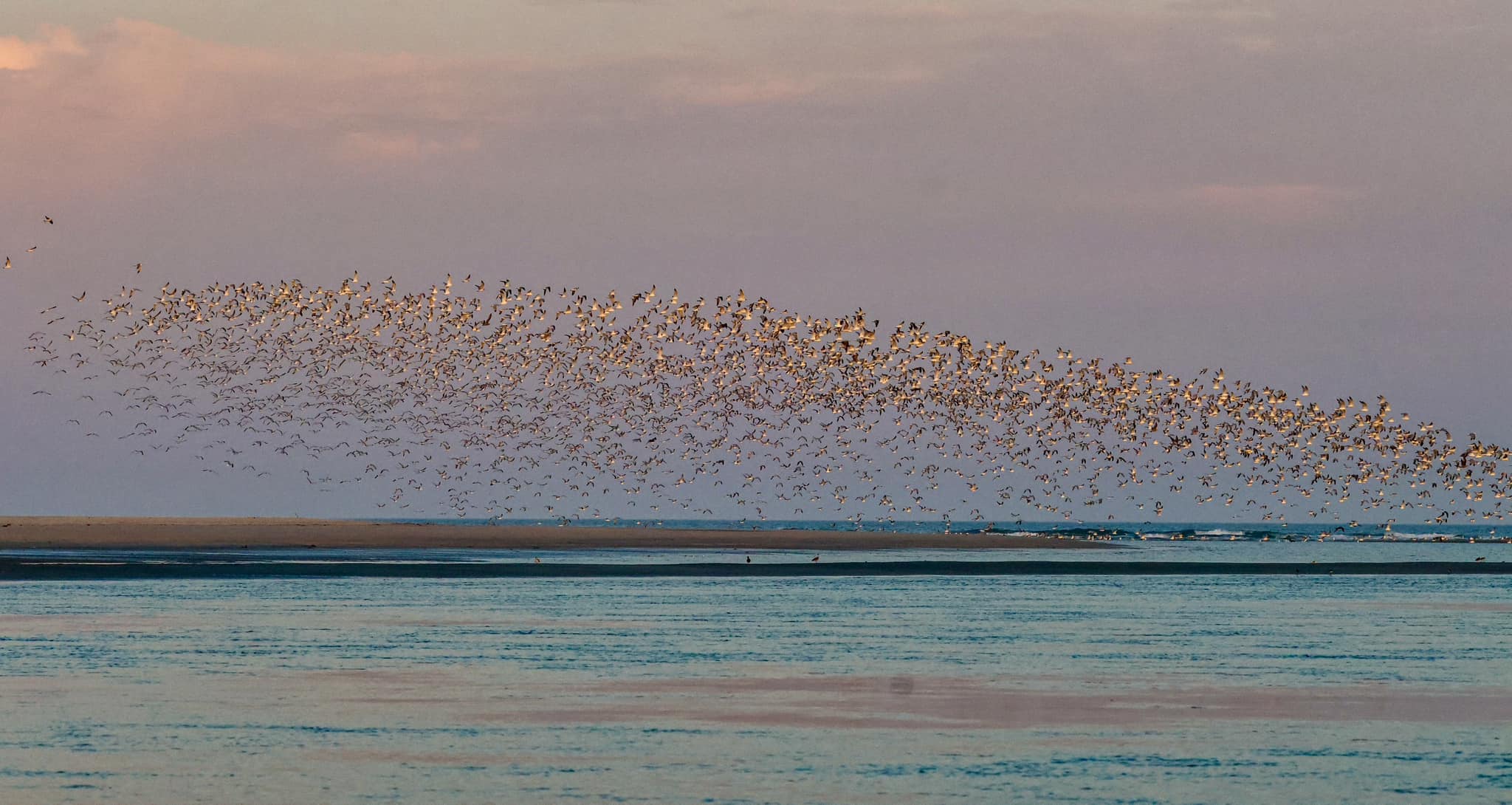 A landscape of water with hundreds of gulls in the distance
