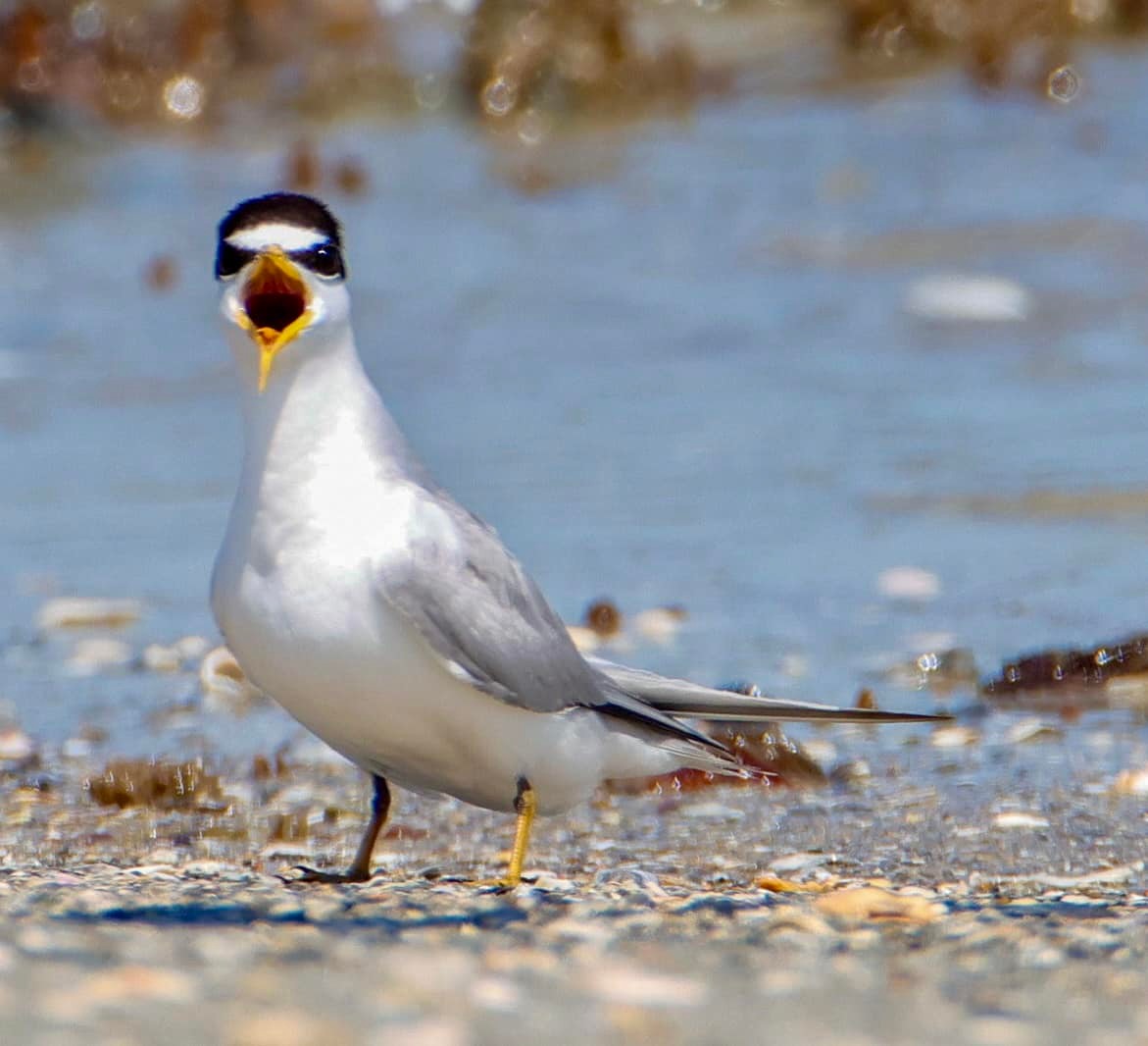 A least tern