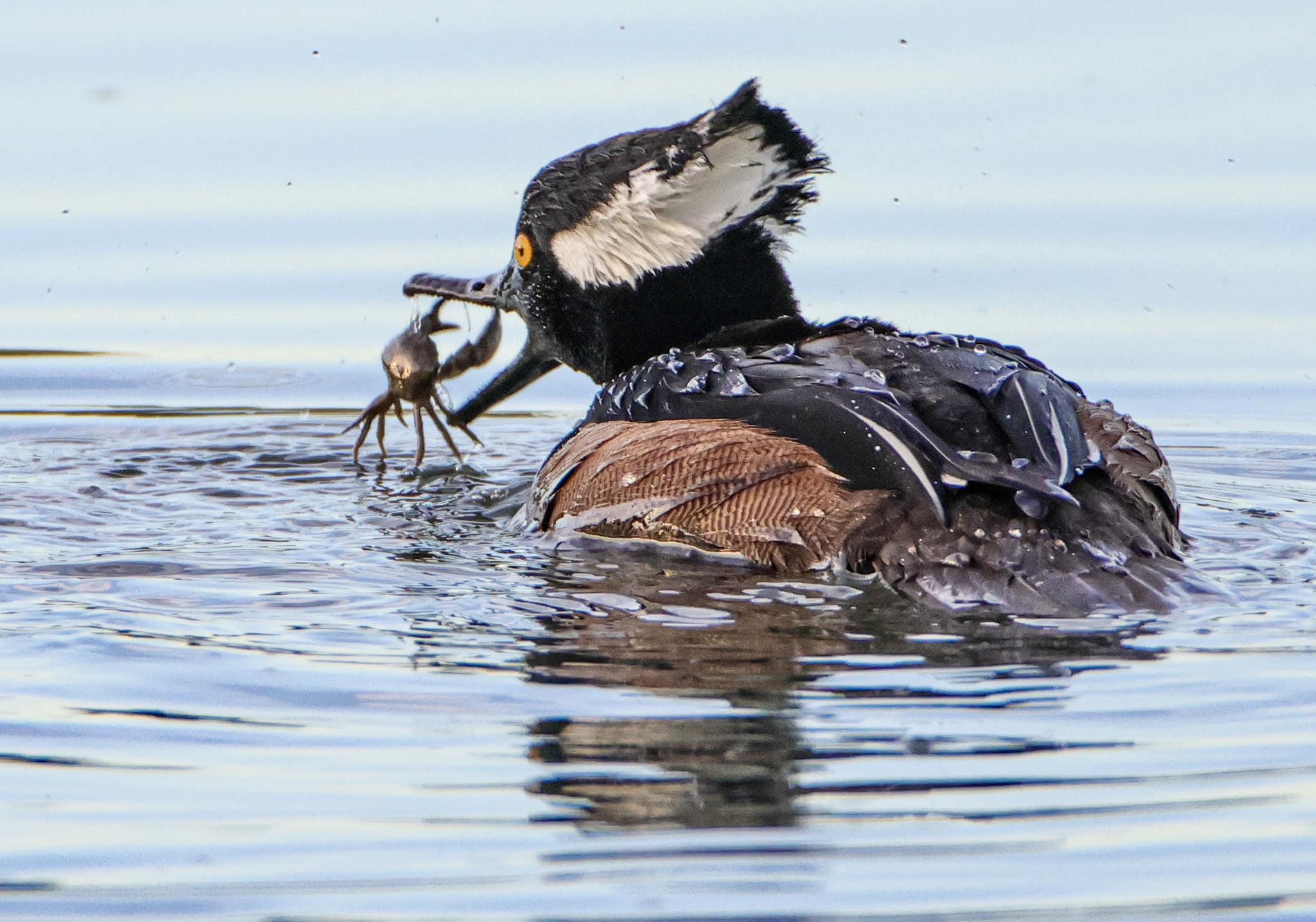 a merganser
