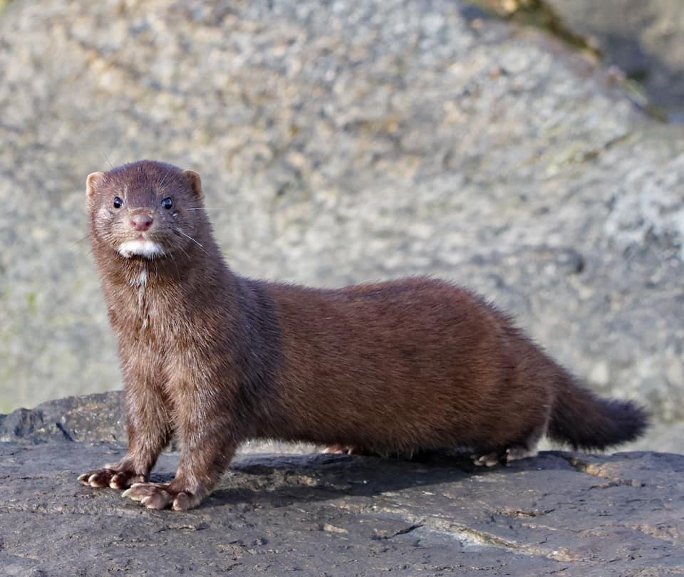 A mink