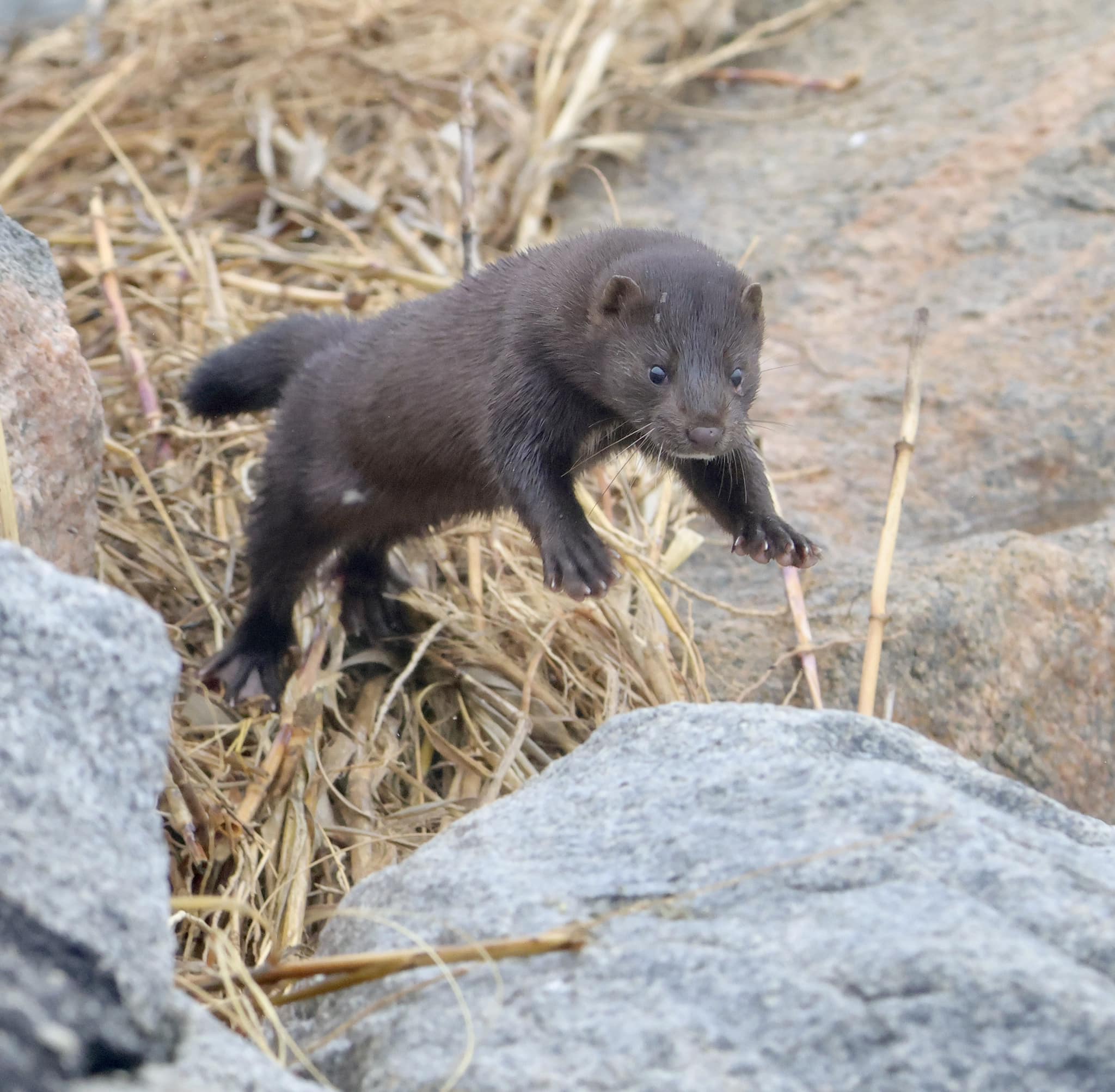 A mink