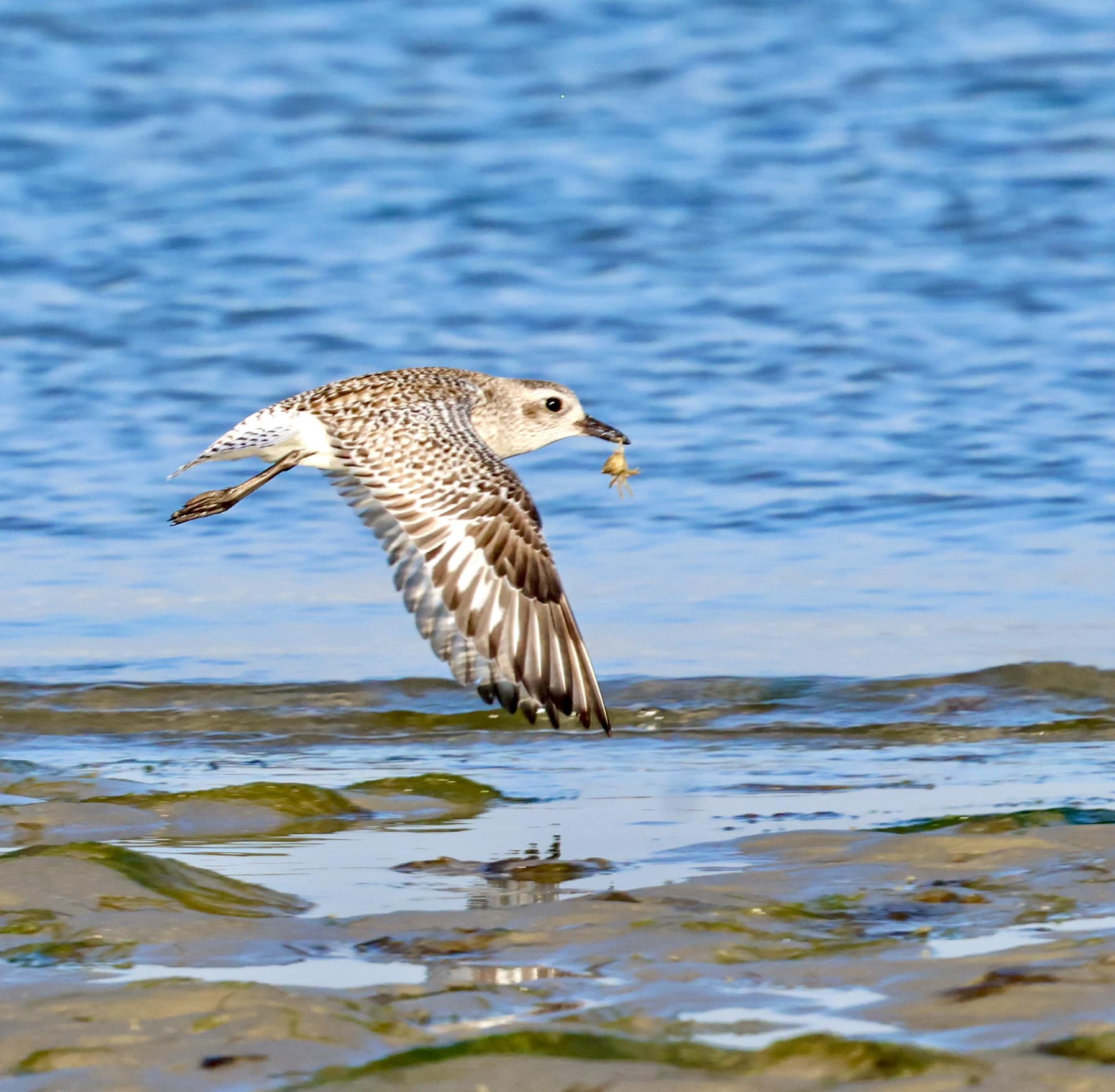 A black bellied plover flying away with a bug in its mouth