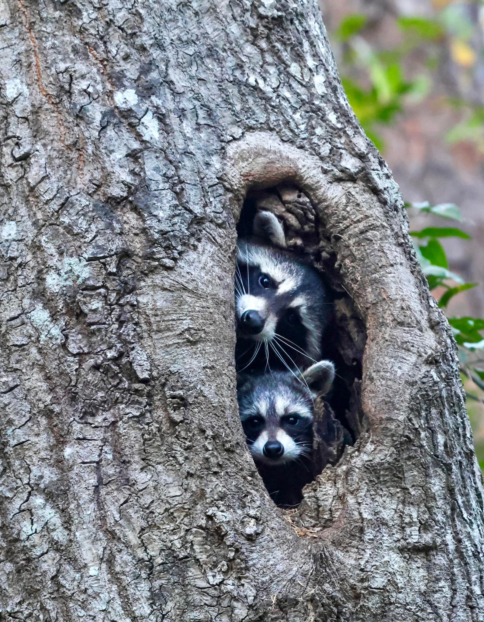 Raccoons looking out of a hole in a tree