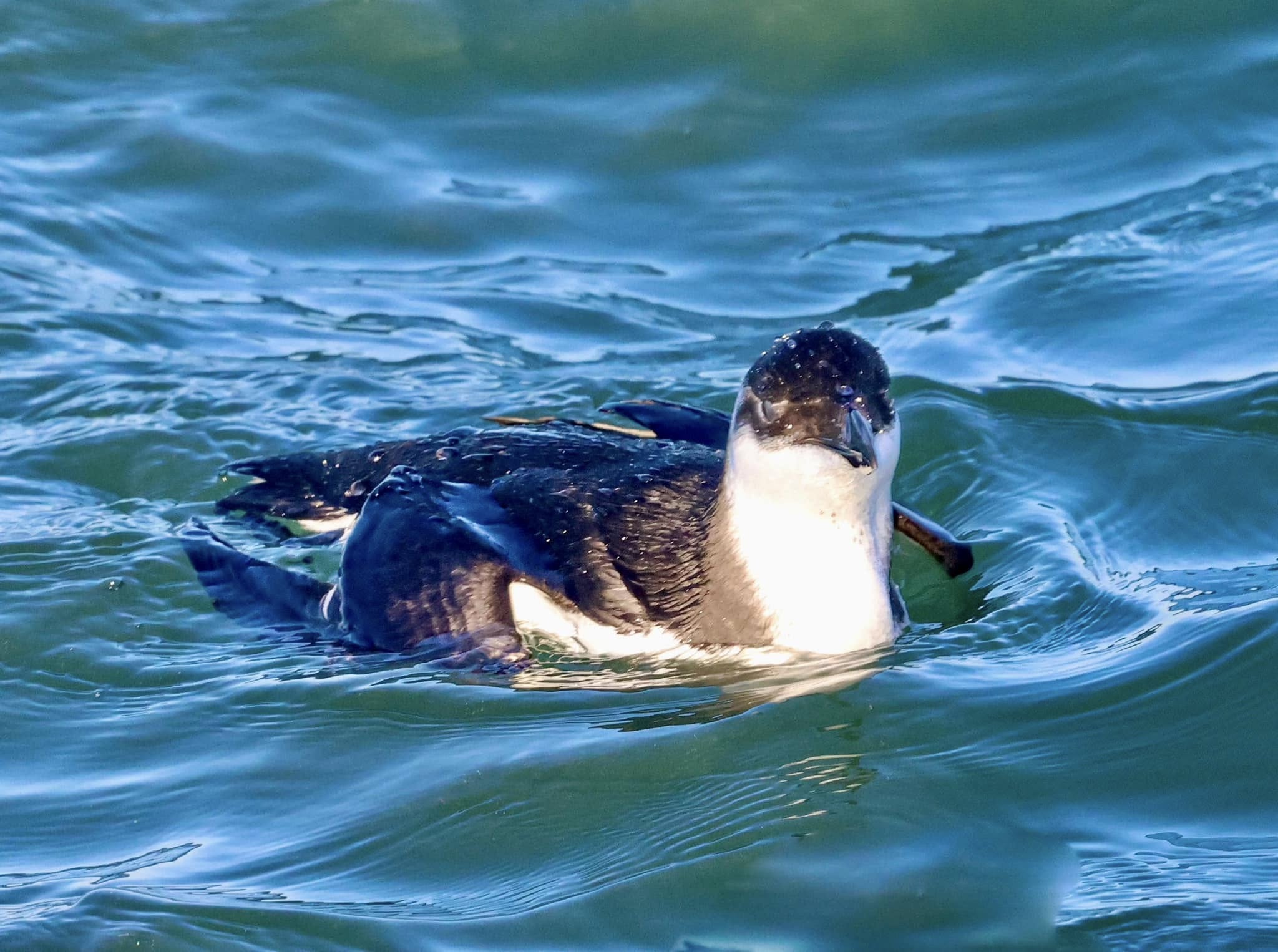 A razorbill on the water