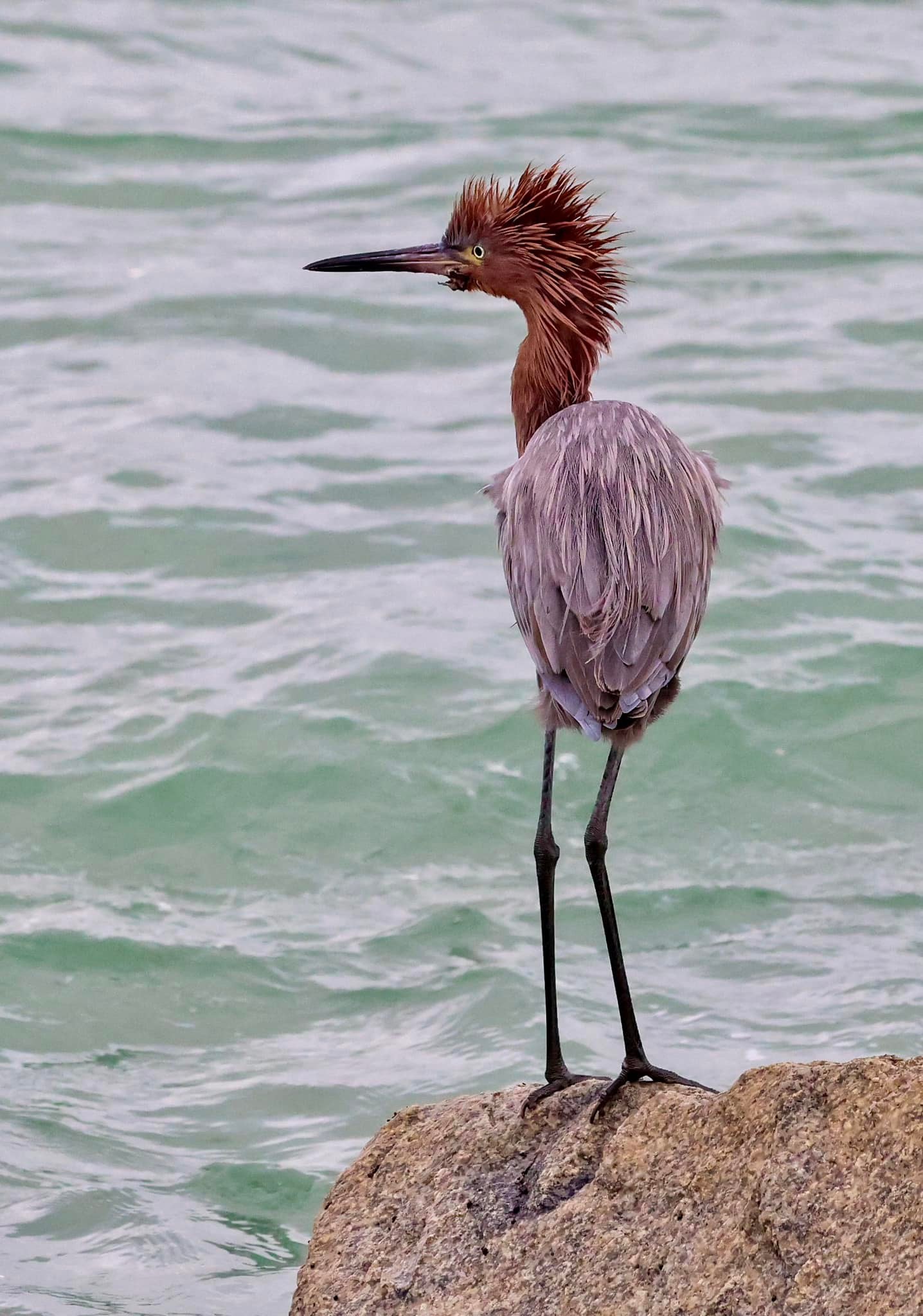 A reddish egret