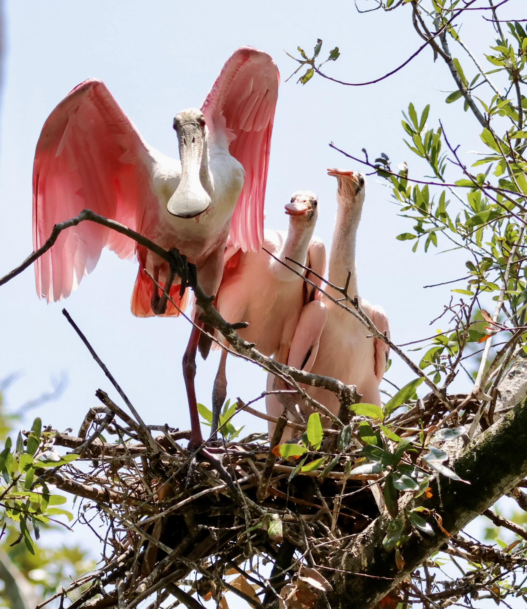 An adult spoonbill in a nest with two babies