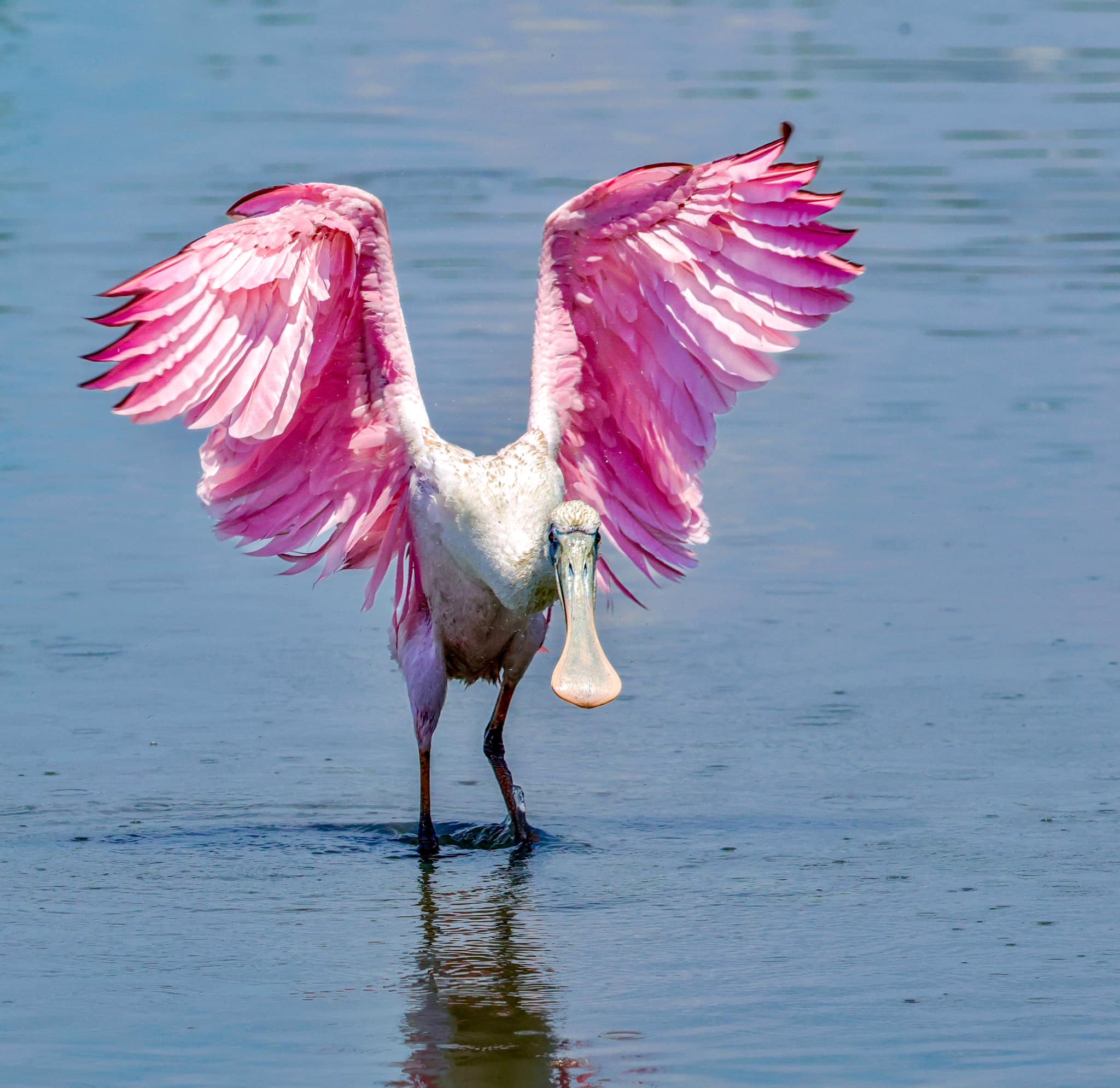 A spoonbill with its wings open