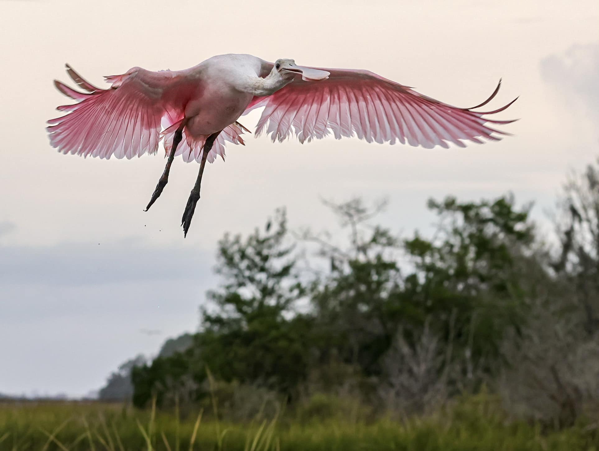 A spoonbill in flight