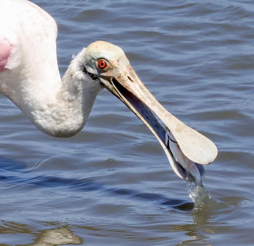 A spoonbill eating a fish