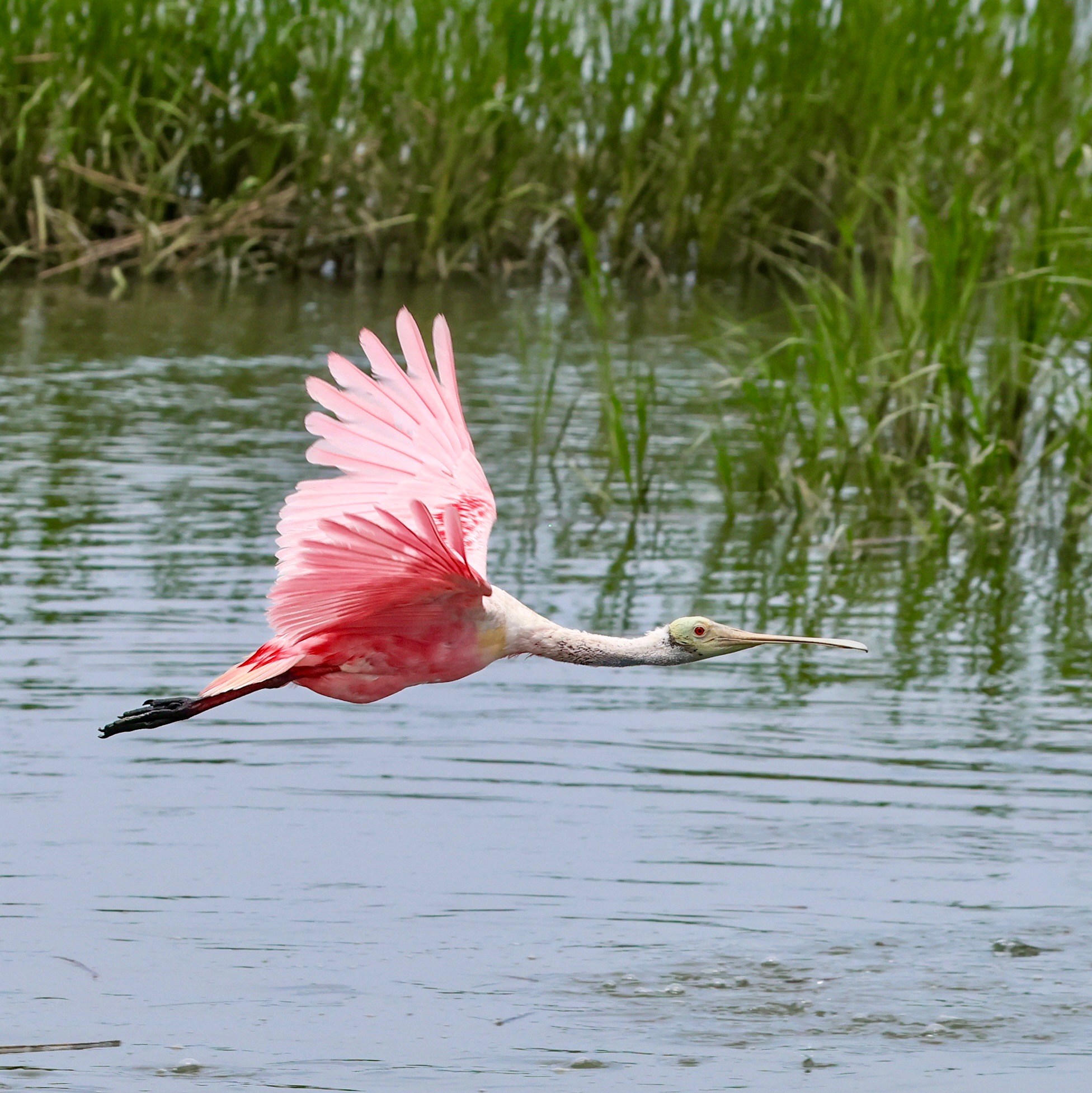 A spoonbill flying through the swamp
