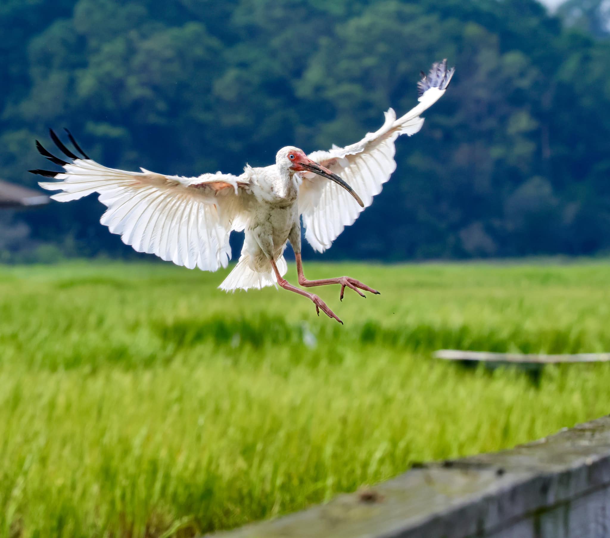 A white ibis landing on a walkway