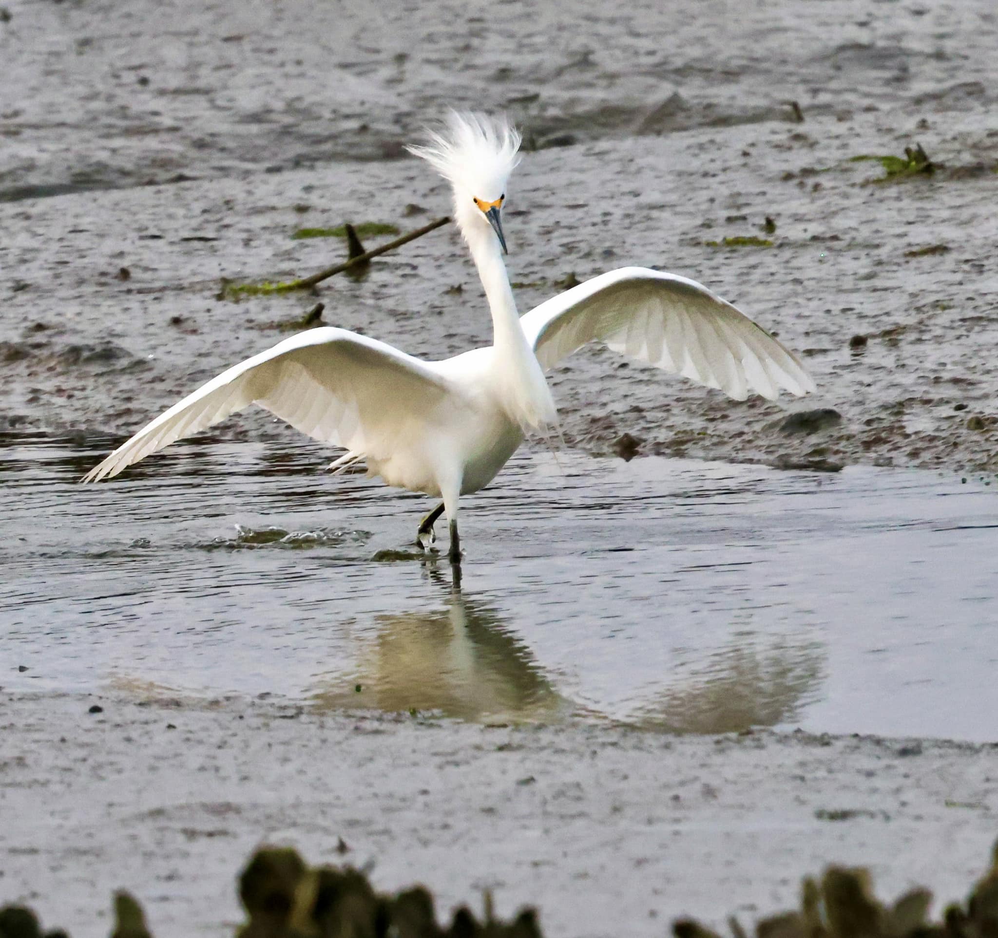 An egret walking in the water and flapping its wings
