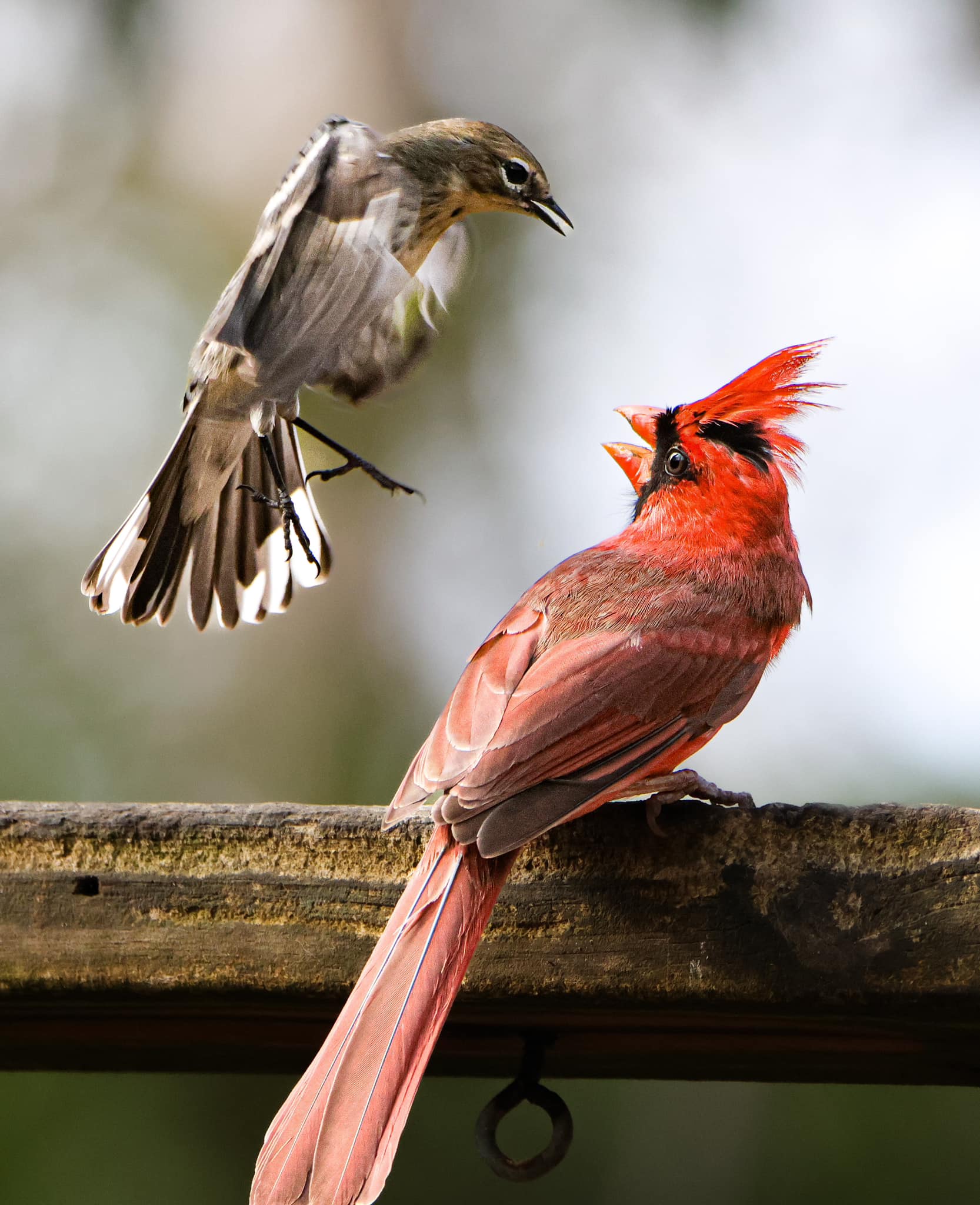 A yellow rumped warbler and a cardinal